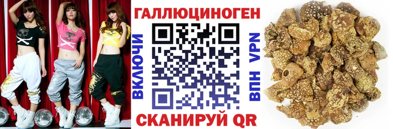 Псилоцибиновые грибы Psilocybe Хасавюрт
