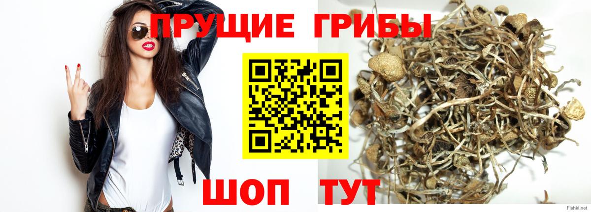 Галлюциногенные грибы GOLDEN TEACHER  Вход с VPN  Хасавюрт 